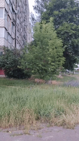 Soviet-era apartment blocks and overgrown lots in Homyel