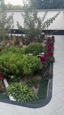 The video shows a garden with red flowers and green bushes. The garden is bordered by a tiled pathway. There is a white wall in the background. The sun is setting or rising, casting a soft light on the scene. The video is shaky, suggesting it was taken by someone walking or moving the camera.