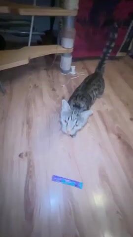 The video begins with a close-up of a bright white, possibly blurry cat's face. The perspective then shifts to a lower angle, showing a person's hand petting a tabby cat with a blue collar on a wooden floor. The cat walks away, and the person's hand is shown petting its back. The background includes furniture, rugs, and what appears to be a toy. The lighting is dim in most shots except for the initial bright cat face.