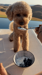 Poodle gets a yogurt and blueberry snack by the water