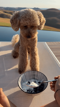 Poodle gets a yogurt and blueberry snack by the water