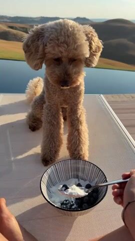 A small tan poodle is being fed yogurt and blueberries from a spoon by an unseen person. The poodle is sitting on a lounge chair, which is located outdoors. In the background, there is a body of water, possibly a pool, and rolling hills. The sun appears to be setting, casting a warm light on the scene. The poodle is licking the spoon with its tongue.