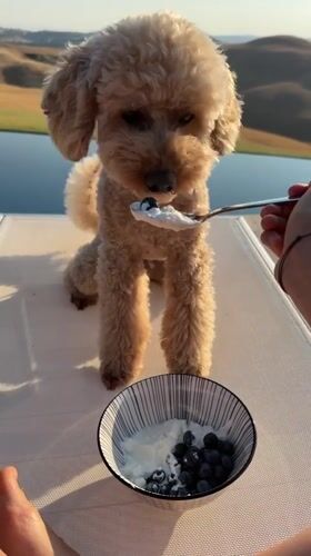 Poodle gets a yogurt and blueberry snack by the water