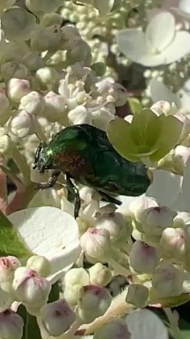 A close-up video focuses on a metallic green beetle with a reddish-brown abdomen. The beetle is positioned on a cluster of small, white flower buds that are tipped with pink. Some of the flower buds have begun to open into white petals. Behind the beetle and buds, there are more clusters of white flowers and a blurred green leaf. The lighting suggests it is daytime, with natural light illuminating the scene. The beetle appears to be stationary throughout the short video.