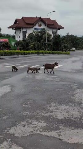 The video shows a street scene with animals and vehicles. In the foreground, a brown goat walks across a wet asphalt road. Two piglets are visible behind it, and another animal, possibly a piglet, is further to the left. In the background, a building with a red-tiled roof and white walls is visible. Several trees and foliage surround the building. A street lamp stands to the right of the building. A white pickup truck and a white SUV are parked to the right of the scene, with trees in the background. Further to the right, another black goat is seen eating near trash cans. The sky is overcast.