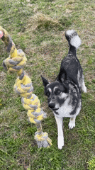 Dogs play in grassy area in Nizhny Tagil