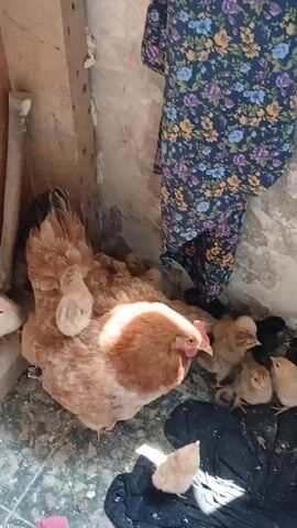 This video shows a hen with a large brood of chicks. The hen is a light brown color with darker brown and black speckles on her feathers. She is positioned in the center of the frame, facing towards the right. Several chicks are nestled around her, some are on her back, and others are standing on the ground. The chicks are various shades of yellow and brown, with a few appearing black.

The setting appears to be an outdoor enclosure, possibly a coop or a sheltered area. The ground is covered with dirt and debris. To the left of the hen, there is a wooden structure, and to the right, a rough, textured wall. A portion of a person's legs, wearing patterned trousers with a floral design of purple, blue, and yellow flowers, is visible standing behind the hen and chicks. The person seems to be observing the birds.

The lighting suggests it is daytime, with sunlight casting shadows and highlighting the textures of the scene. The overall mood conveyed is one of nurturing and domesticity, as the hen protects her young. There is no visible text in the video. The location context places this scene in Ijevan, Armenia.