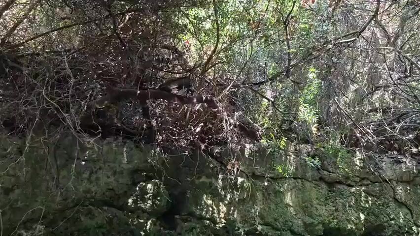 A low-angle shot looks up at a dense canopy of dry, thorny branches interwoven with green leaves. Sunlight filters through the branches, creating dappled patterns on the rocky, moss-covered surface below. The rocky surface appears to be a wall or embankment. The overall impression is one of a wild, overgrown natural setting.