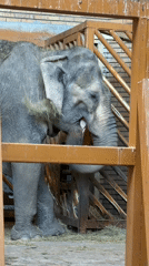 Elephant spotted in zoo enclosure behind wooden barriers