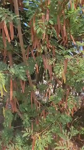 The video shows a close-up view of a tree with green leaves and long, brown seed pods hanging from its branches. The seed pods are elongated and slightly curved. The leaves are small and feathery. There is a palm-like plant with spiky green leaves visible in the lower right of the frame. The background is blurred but suggests an outdoor setting with hints of blue sky. The camera is still.