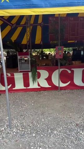 A circus-themed tent with yellow and blue stripes covers an outdoor area. In the foreground, a red banner with large white letters that appear to spell "CIRCUS" is visible. To the left, a white and red popcorn machine stands on a counter. A brown dachshund statue is positioned behind the counter, amidst artificial greenery. A menu board is attached to a pole. Several people are visible in the background, some interacting with dogs. Two small dachshunds on leashes are in the center foreground, one being petted by a person. The ground is covered with gravel and some dirt. The overall scene suggests a casual outdoor event or market.