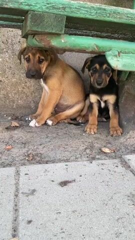 Two puppies are sitting next to each other under a green bench. A dog's nose is then shown close-up.