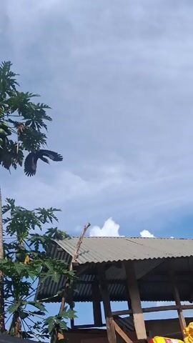 A crow is sitting on a broken tree branch on the corner of a roof. The camera zooms out to show a tall papaya tree with a few ripe papayas growing. The sky is blue with puffy white clouds.