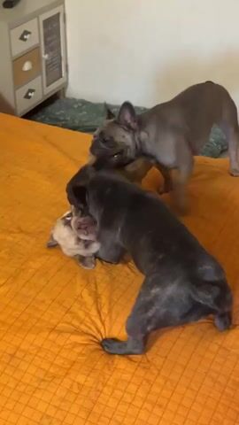 Three French Bulldogs are playing on a bed with an orange textured comforter. The dog in the center is light-colored and wearing a yellow shirt. The other two dogs are darker-colored. One darker dog is on the left, facing towards the center dog. The other darker dog is on the right, also facing the center dog and appearing to be biting or nudging it. The scene is indoors, with a portion of a white dresser with decorative drawers visible in the background.
