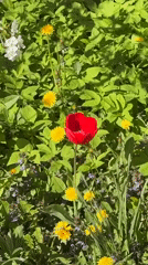 Spring flowers bloom in Saint Petersburg garden beds