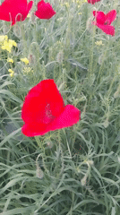 Spring wildflowers bloom across Istanbul suburban districts
