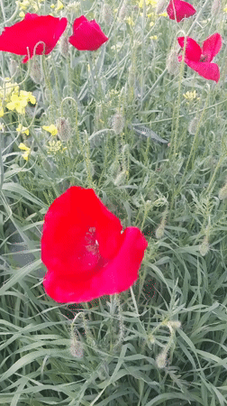 Spring wildflowers bloom across Istanbul suburban districts