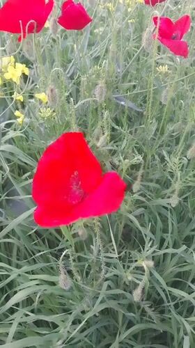 Spring wildflowers bloom across Istanbul suburban districts