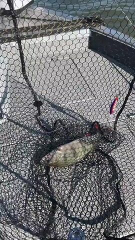 The video shows a close-up, top-down view of a fish caught in a black net. The fish is partially submerged in water and lies horizontally in the net. It has a light-colored body with distinct vertical dark stripes and a reddish-orange fin. A small, brightly colored lure is visible near the fish's head, caught in the net as well. In the background, a portion of a yellow object with the word "SPORTEX" and "GERMANY" printed in black text is visible. The surface beneath the net appears to be a textured deck, possibly of a boat. The lighting suggests an outdoor, daytime setting. The camera is positioned directly above the net and the fish.