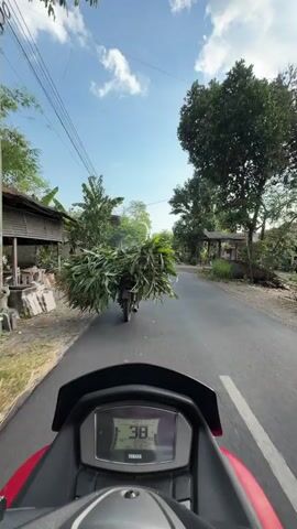 The video begins with a first-person perspective from a motorcycle on a paved road. The motorcycle's digital display shows a speed of 39. Ahead, a motorcycle is carrying a very large load of green foliage, appearing to be stalks of corn or similar plants, on its back. The road is lined with trees, some with banana leaves, and modest buildings. The sky is blue with scattered white clouds. As the video progresses, the motorcycle in front with the foliage continues down the road, and another motorcycle briefly appears in the distance, also traveling in the same direction. The rider of the first-person motorcycle continues to follow, and the speed display on the motorcycle dashboard decreases slightly over time, showing 38, then 37, 34, and finally 31. The foliage on the motorcycle in front is so large it obscures the view of the rider and the motorcycle itself from the rear. The scene depicts a rural or semi-rural setting.