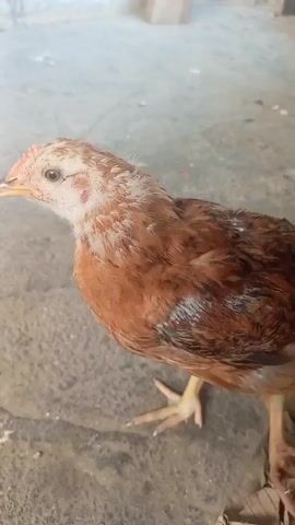 The video shows a close-up view of a brown and white chick standing on a textured surface. The chick is facing left and its head is slightly tilted. Its feathers are a mix of brown and white, with some darker markings. The chick has a small red comb on its head and its eyes are visible. The background is out of focus, but appears to be a light-colored, uneven surface, possibly concrete or dirt. There are some discarded pieces of light-colored material in the lower right corner of the frame. The lighting appears to be natural daylight.
