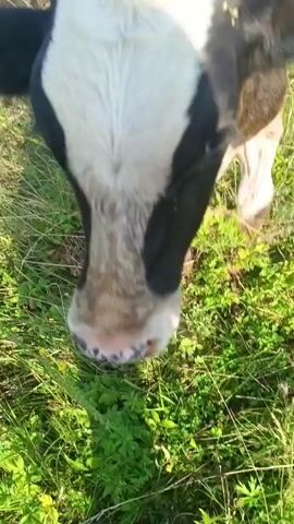 The video shows a close-up of a cow's head and face as it interacts with a person's hand. The cow is black and white. The person's hand is in the foreground, reaching out towards the cow. The cow's nose is pink with black spots. The cow appears to be licking or nudging the person's hand. The background is blurry green grass, suggesting an outdoor environment. The camera angle is from a low perspective, looking up at the cow.