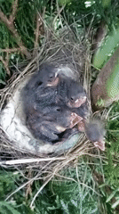 Roses in bloom and baby birds nesting in Radisne