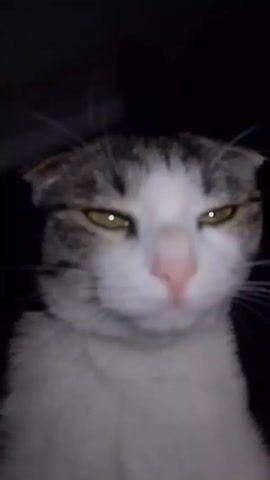 A close-up shot shows a gray and white cat with yellow eyes looking directly at the camera. The cat's face is somewhat blurry. A voice says, "I need money." The background is dark.