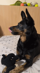 Dog enjoys lazy morning on bed with toy and pets