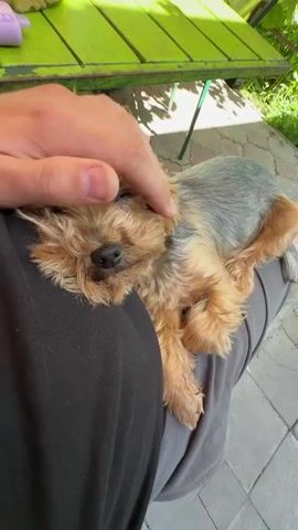 A person's hand strokes a small Yorkshire Terrier dog that is resting on their lap. The dog is mostly tan with some grey fur on its back and is lying down with its eyes closed. The person is wearing dark pants. The background shows a green wooden table and some greenery, suggesting an outdoor setting. The lighting suggests it is daytime.