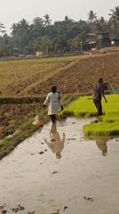 Rice planting season underway in Central Java's rural paddies
