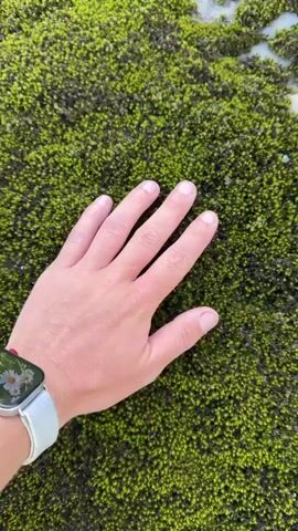 A person's left hand, wearing a light-colored smartwatch with a white band, is held against a thick, vibrant green carpet of moss growing on a rough, light-colored surface, possibly rock. The fingers are slightly spread, with the fingertips making contact with the moss. The background consists of more of the moss-covered surface, with some darker patches and lighter areas where the underlying surface might be more visible. The lighting is natural, suggesting an outdoor environment. The camera appears to be held at an angle, looking down at the hand and the moss. The focus is primarily on the texture and color of the moss and the interaction of the hand with it.