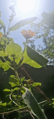 Colorful flowers filmed in Venezuelan garden under sunny skies