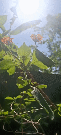 Colorful flowers filmed in Venezuelan garden under sunny skies