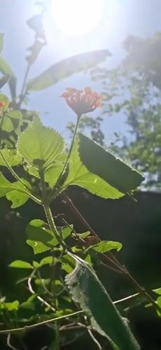Colorful flowers filmed in Venezuelan garden under sunny skies