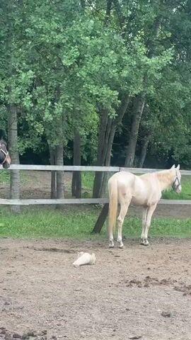 A light-colored horse stands in a fenced-in dirt arena, its tail swishing. In the foreground, a white animal, possibly a dog or a goat, is lying down. Trees with green foliage form a backdrop behind the fence. To the right, a red tractor is partially visible. The scene appears to be outdoors during the daytime, with lush greenery suggesting a temperate climate. The overall atmosphere is calm and pastoral, with the animals seemingly at rest. No visible text is present in the frame. The location is identified as Gorki Leninskiye, Russia.