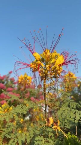 The video shows a close-up, vertical, handheld shot of a flowering plant with yellow and red flowers against a clear blue sky. The main flower, in the center of the frame, is yellow with long, thin red stamens that extend outwards. The plant has green, feathery leaves. In the background, there are other flowering plants with pink and yellow blossoms, also blurred. The lighting suggests it is daytime, possibly late afternoon or early morning given the angle of the sun. There are no people or animals visible in the video. The focus is entirely on the flora.