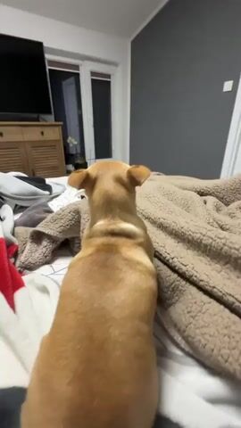 A tan chihuahua stands on a bed, pulling at a thick, tan blanket. The bed has a gray and white patterned comforter underneath. The room has gray walls, a light wood dresser with a television on top, and a sliding glass door with white frames. There is a pair of gray slippers on the bed as well.