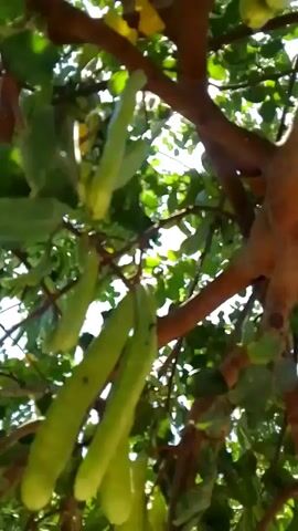 The video shows a close-up, upward-angled view of carob pods hanging from a tree. The pods are light green and elongated, with some appearing slightly bruised or imperfect. Sunlight filters through the leaves and branches, creating a dappled effect and a lens flare in the upper right quadrant of the frame. The tree's bark is visible and appears rough and reddish-brown. The leaves are green and are mostly out of focus, with a few in sharper detail towards the edges of the frame. The overall scene suggests an outdoor setting, likely in a warm climate where carob trees grow. The video is static with no discernible movement or action other than the subtle play of light.