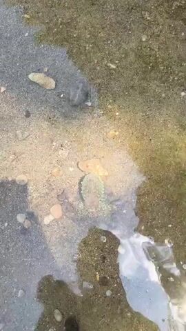 The video shows a shallow body of water, likely a tide pool or a very shallow stream bed. The substrate is a mixture of sand and small pebbles. In the first few seconds, a person's hand enters the water from the left, creating ripples. A small, dark creature with a rounded body and a tail swims across the screen from right to left. In the later frames, a small octopus is visible on the sandy bottom, partially obscured by rocks and a piece of driftwood. The octopus appears to be camouflaged against the substrate. The overall impression is of a natural, shallow aquatic environment.