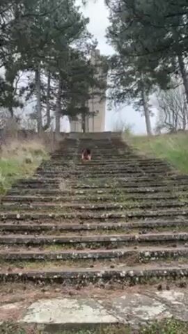 A German Shepherd dog is walking up a long flight of concrete stairs. The stairs appear old and worn, with moss and leaves scattered on them. At the top of the stairs stands a tall, white monument, partially obscured by pine trees. The environment looks to be outdoors on a slightly overcast day.