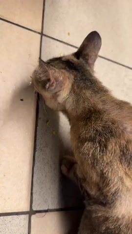 A cat with tabby markings is eating food off of a tiled floor. The cat's head is down and it is actively eating the food scattered on the floor.
