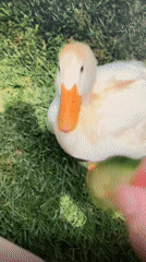 Backyard animals in Sejahtera: ducks, rabbits, and newborn kits