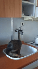 Tabby cat drinks from a running bathroom faucet in Sokolov