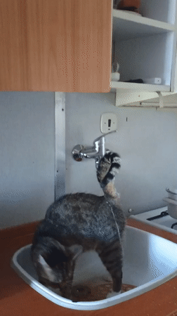 Tabby cat drinks from a running bathroom faucet in Sokolov