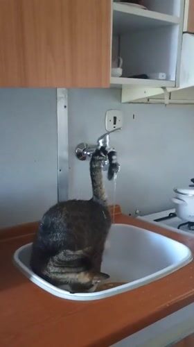 Tabby cat drinks from a running bathroom faucet in Sokolov