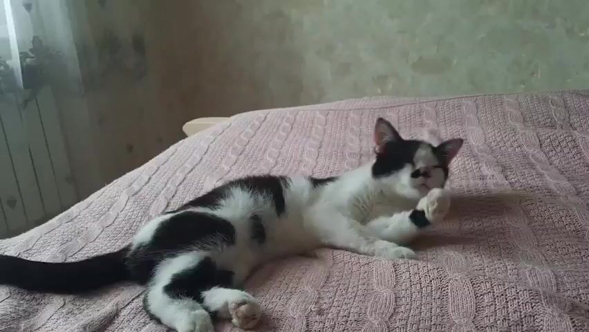 A black and white cat is lying on its back on a pink knitted blanket. The cat is scratching its face with its back leg. The background appears to be a bedroom with a wall and a window.