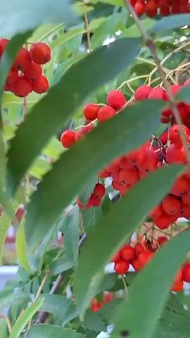 The video displays a close-up view of a rowan tree with bright red berries and green leaves. The camera focuses on bunches of berries hanging from branches, with some leaves in the foreground and background. The lighting suggests an outdoor environment, possibly during the daytime. The camera movement appears to be steady, with slight pans and zooms. There are no people or animals visible in the footage.