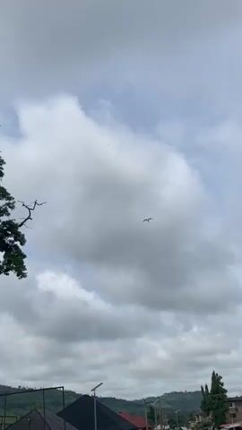 A video shows a bird in flight against a cloudy sky. The bird is white and appears to be an egret or a heron. It is flying towards the right side of the frame, with its wings outstretched. The sky is overcast with a mix of white and gray clouds. In the foreground, a large tree with dark green leaves is visible on the left side of the frame. The tree has bare branches extending outwards. Further in the distance, a sign with pictures and text is visible, along with a man walking on a dirt road. The overall scene suggests an outdoor environment, possibly a park or a rural area.