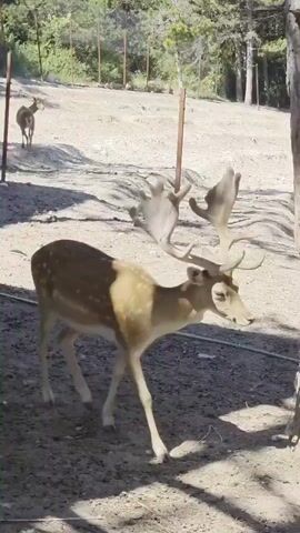 A male deer with large antlers stands next to a tree. The deer has a spotted coat and is facing towards the right of the frame. In the background, there are more trees and a dirt path. Another deer is visible in the distance, walking away from the camera. The overall scene appears to be in an outdoor enclosure, possibly a zoo or a wildlife park.